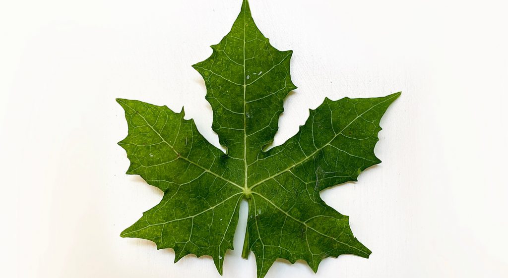 Chaya Kabax de Mérida