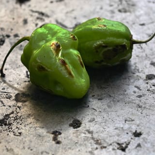 Chile habanero Maxcanú