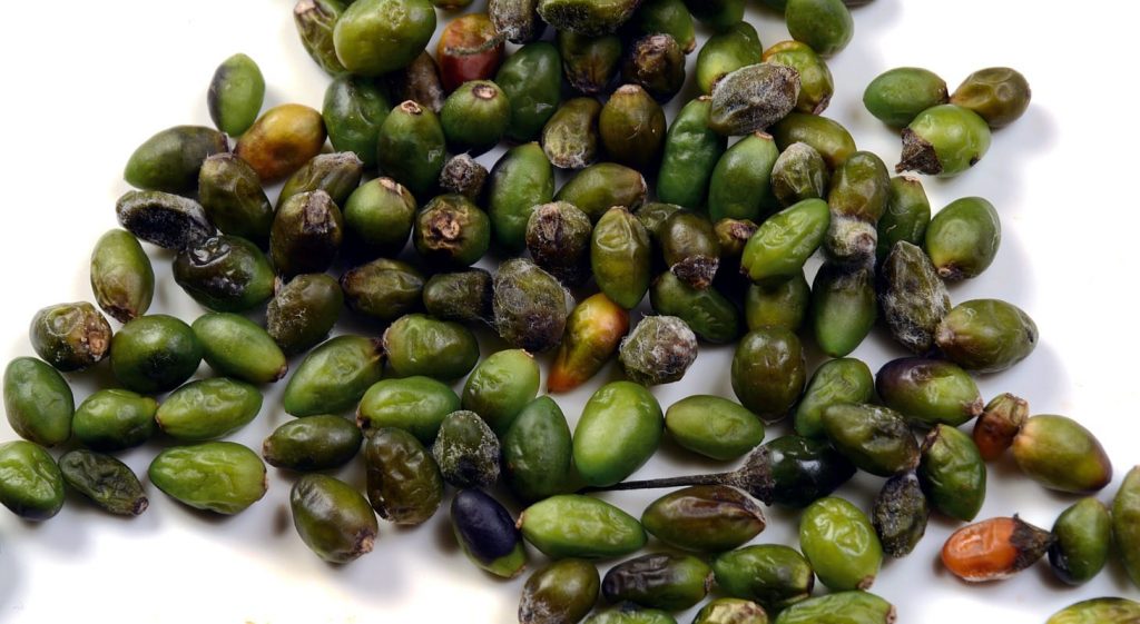 Historia de la Salsa de Chile Amashito Clásica