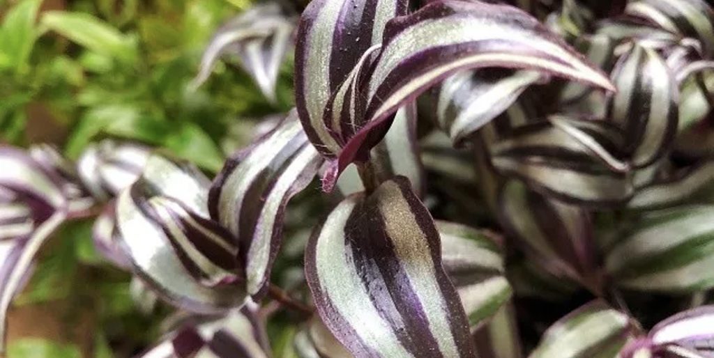 Agua de Matalí Agua de Matalí