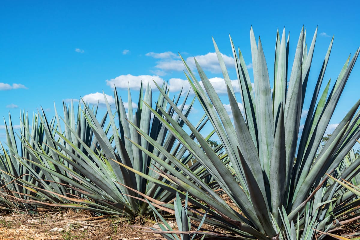 El Mezcal de Oaxaca
